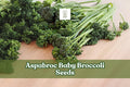 100 Broccolini Vegetable Seeds – Brassica oleracea, Tender Stems & Florets, Home Garden & Raised Bed Cultivation
