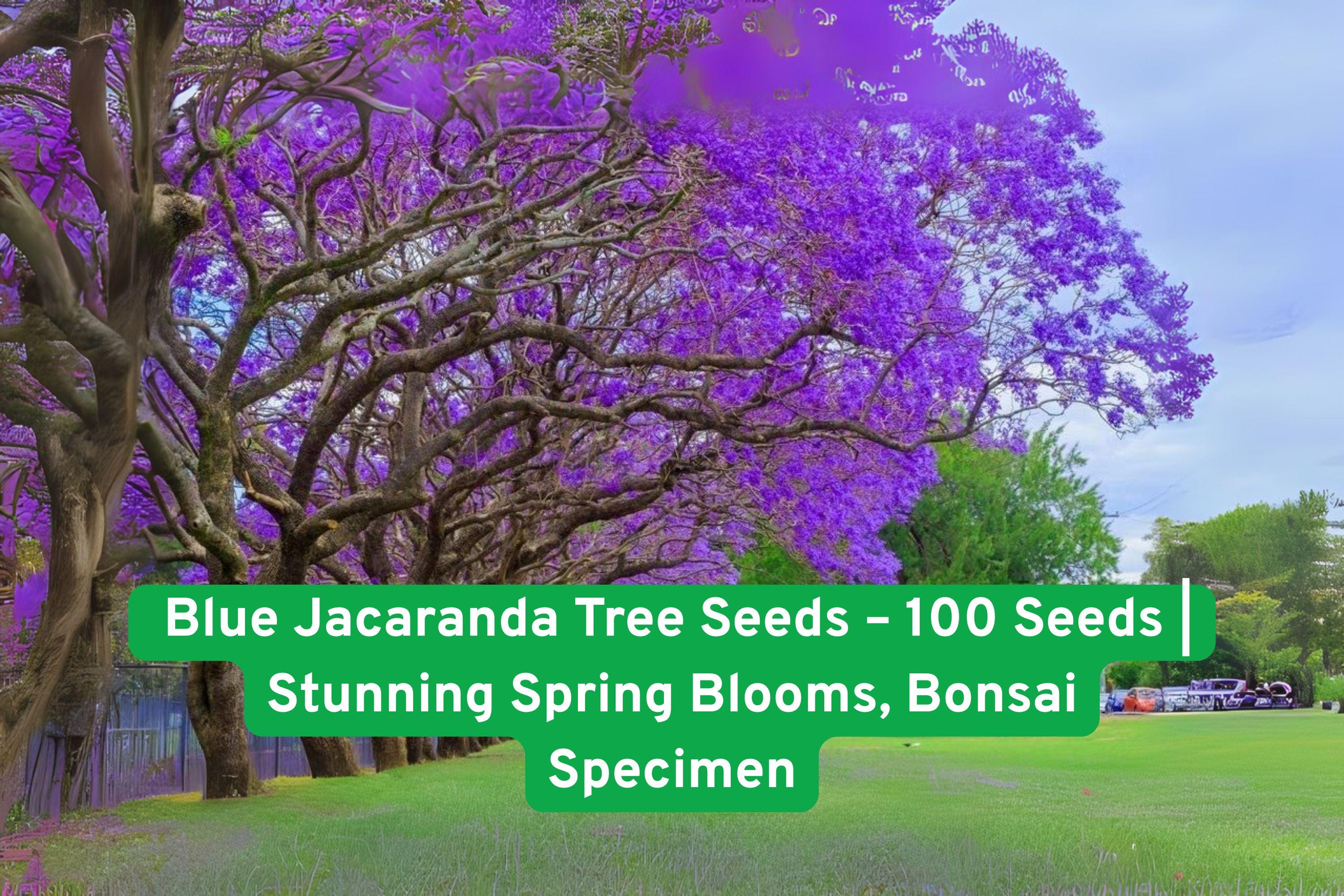 Blue Jacaranda Tree Seeds – 100 Non-GMO Jacaranda mimosifolia for Bonsai & Landscape, Blue-Purple Spring Blooms