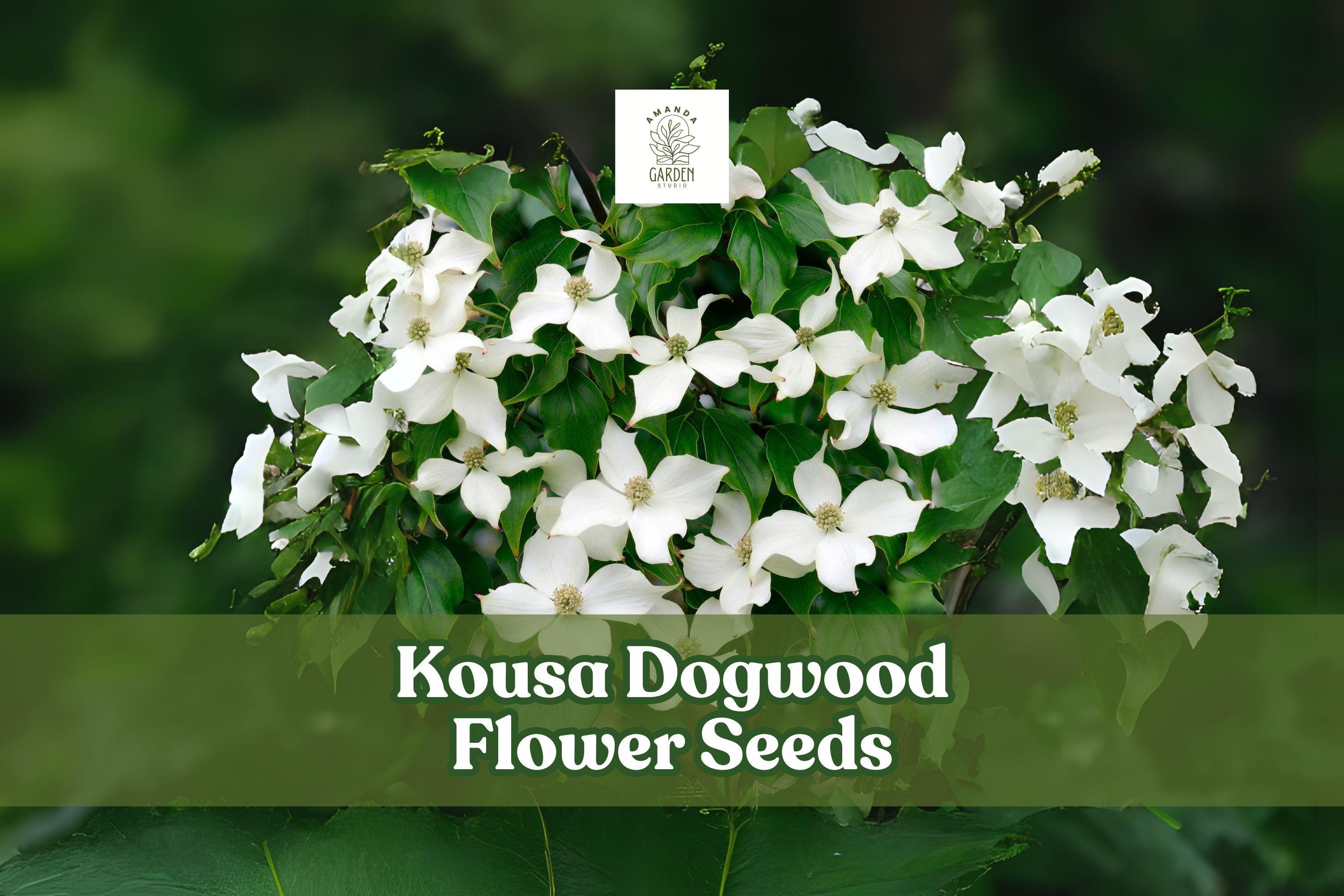 Kousa Dogwood Seeds (Cornus kousa) – Flowering Ornamental Tree Seeds for Garden, Showy Bracts, Fall Color, Non-GMO, 30 Seeds