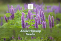 200 Anise Hyssop Seeds (Agastache foeniculum) – Pollinator-Friendly Wildflower with Lavender Spikes