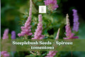 100 Spiraea tomentosa Seeds – Pink Blooms, Native Perennial for Rain Gardens & Meadows, Pollinator Friendly, Moist Soil, Pink Spires