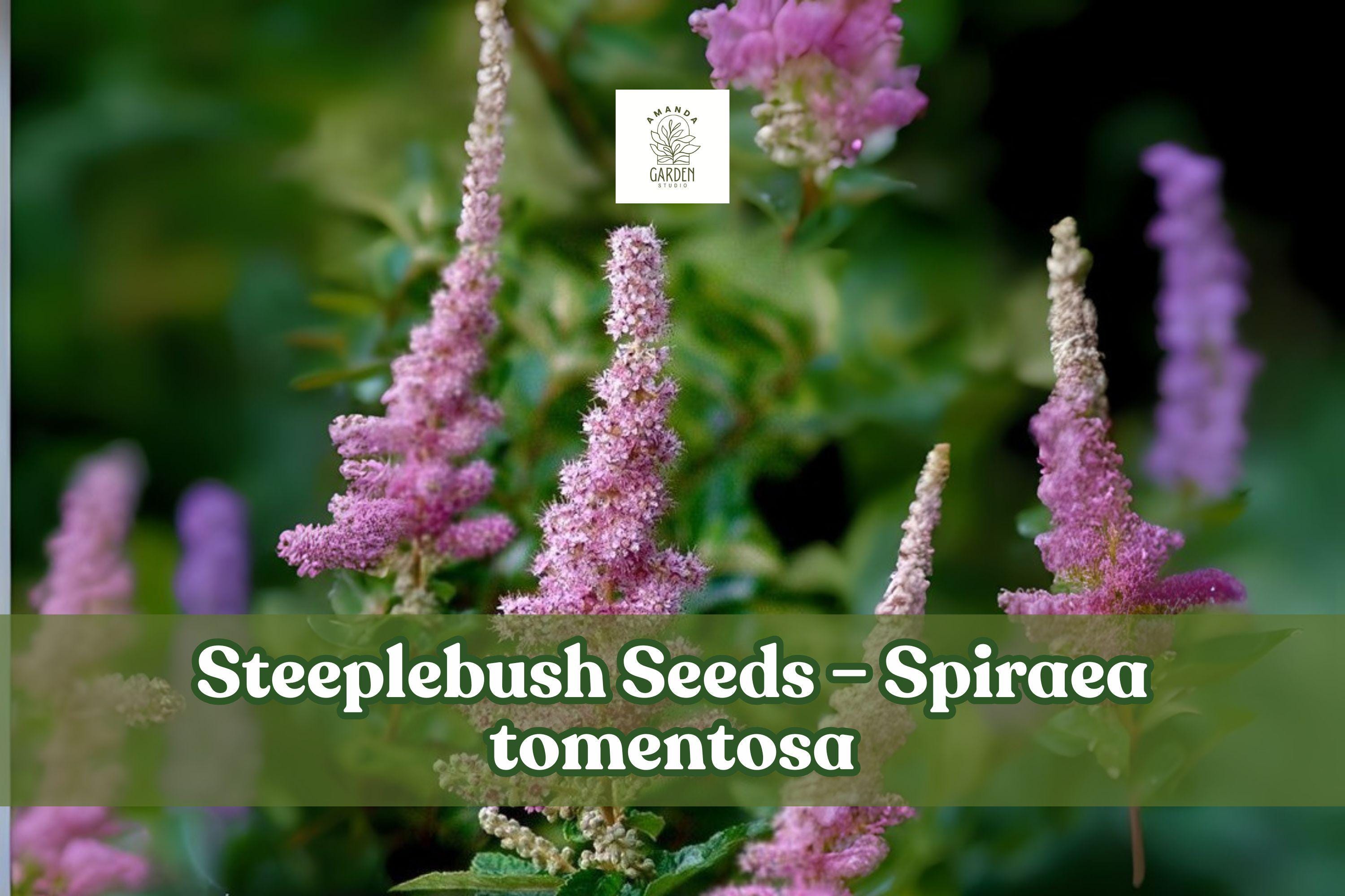 100 Spiraea tomentosa Seeds – Pink Blooms, Native Perennial for Rain Gardens & Meadows, Pollinator Friendly, Moist Soil, Pink Spires