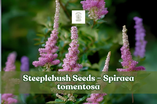 100 Spiraea tomentosa Seeds – Pink Blooms, Native Perennial for Rain Gardens & Meadows, Pollinator Friendly, Moist Soil, Pink Spires