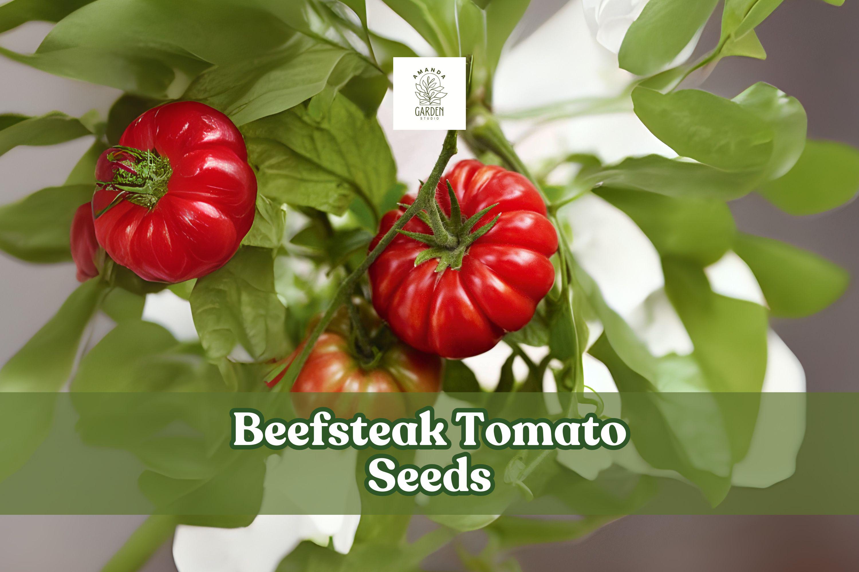 Beefsteak Tomato Seeds – 50 Non-GMO, Open-Pollinated, Heavy Producer, Large Meaty Fruits, Solanum lycopersicum