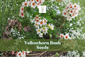 Yellowhorn Tree Seeds | Xanthoceras sorbifolium | Ornamental Flowering Shrub with White & Red Flowers, Edible Nuts, Drought Tolerant