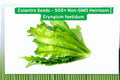 Culantro Seeds 500+ Non-GMO Heirloom Eryngium foetidum Strong Cilantro Flavor Warm Season Herb