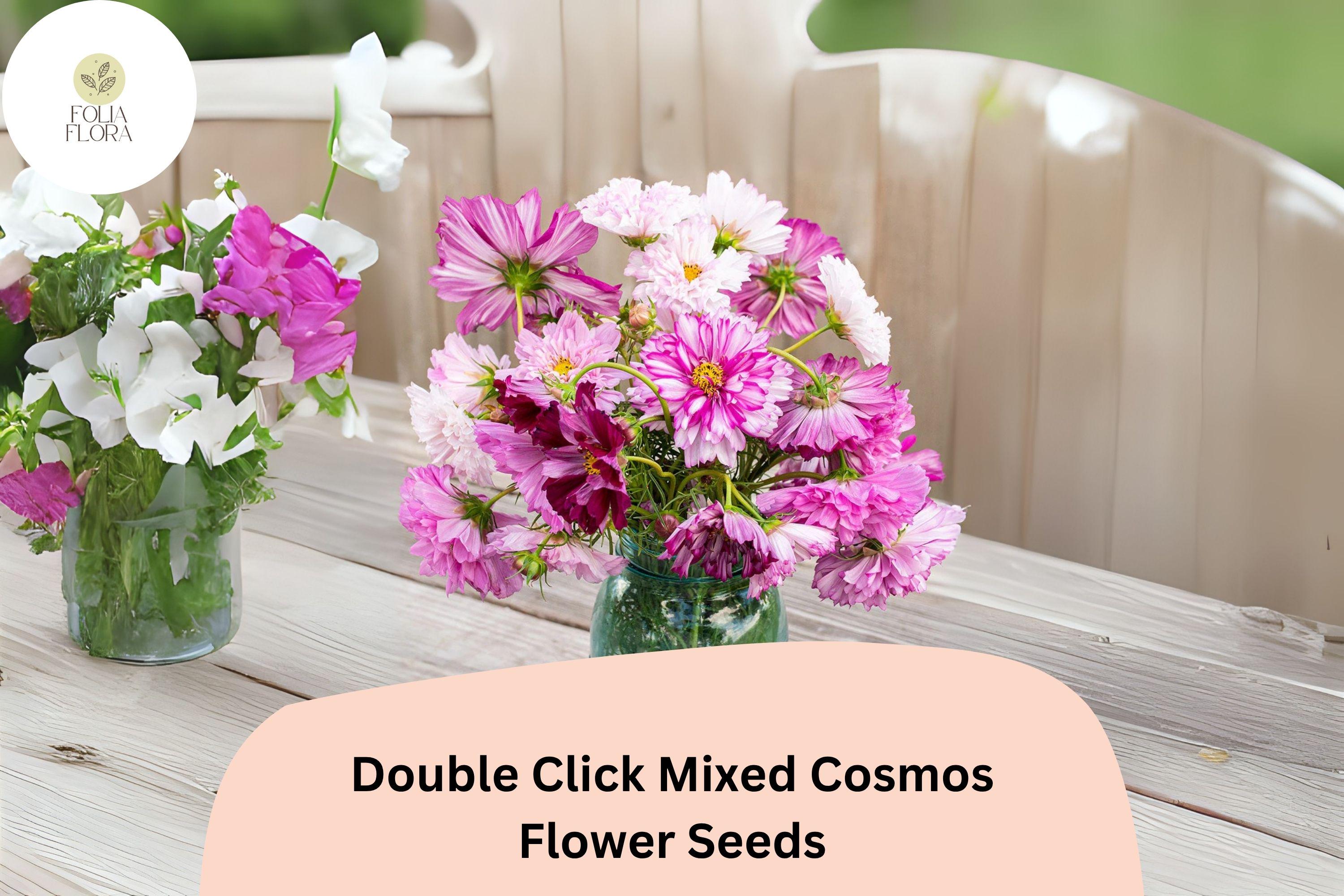 Double Click Cosmos Seeds | Mixed Colors | Cosmos bipinnatus ‘Double Click Mix’ | Cut Flower Garden Annual