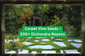 Dichondra Repens Seeds – Lush Green Carpet Vine Ground Cover – Non-GMO, Drought-Tolerant, Lawn Alternative, 200+ Seeds