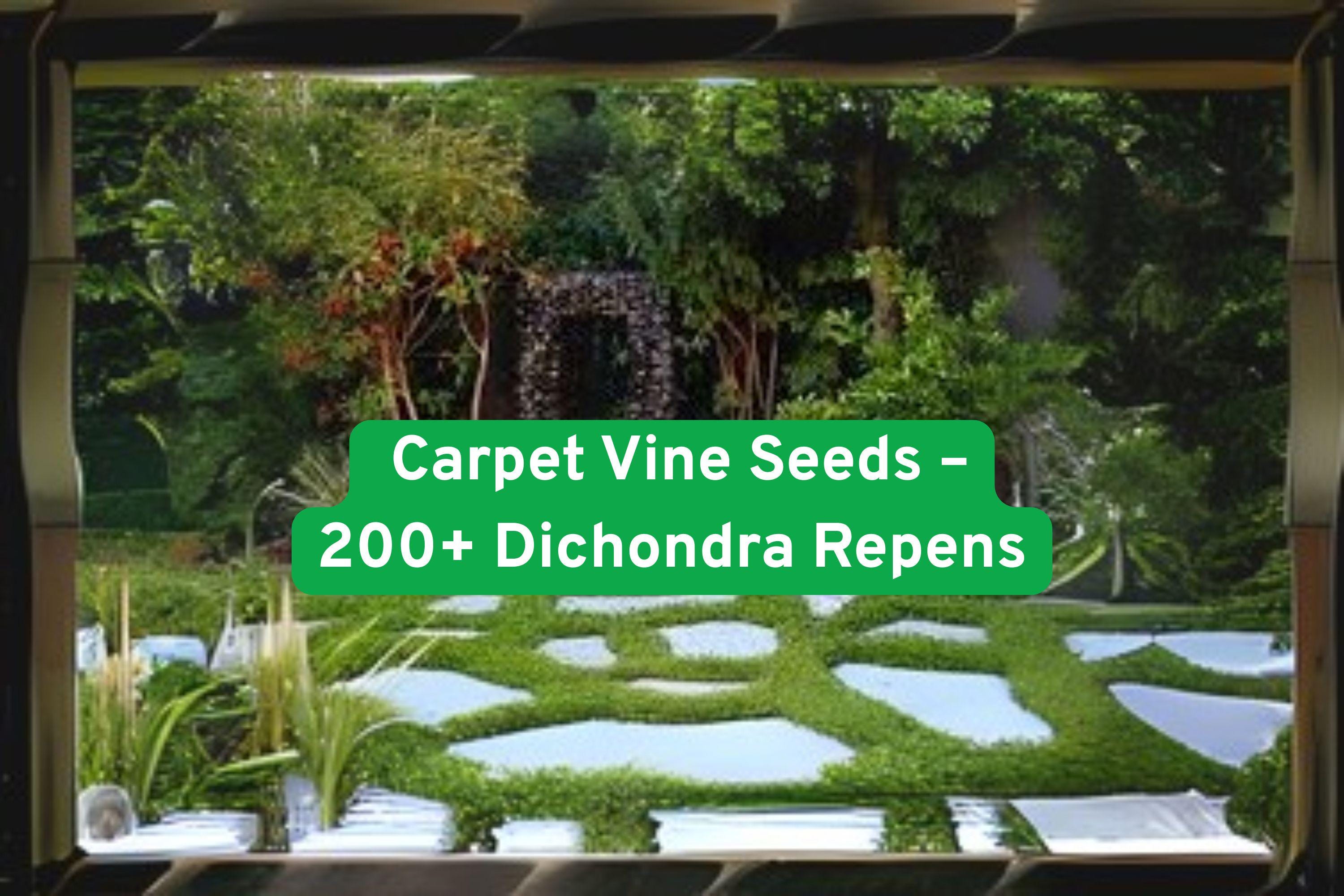Dichondra Repens Seeds – Lush Green Carpet Vine Ground Cover – Non-GMO, Drought-Tolerant, Lawn Alternative, 200+ Seeds