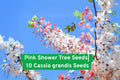 Pink Shower Tree Seeds – 10 Cassia grandis Tropical Ornamental with Pink Blooms & Seed Pods, Fast-Growing, Full Sun, Non-GMO