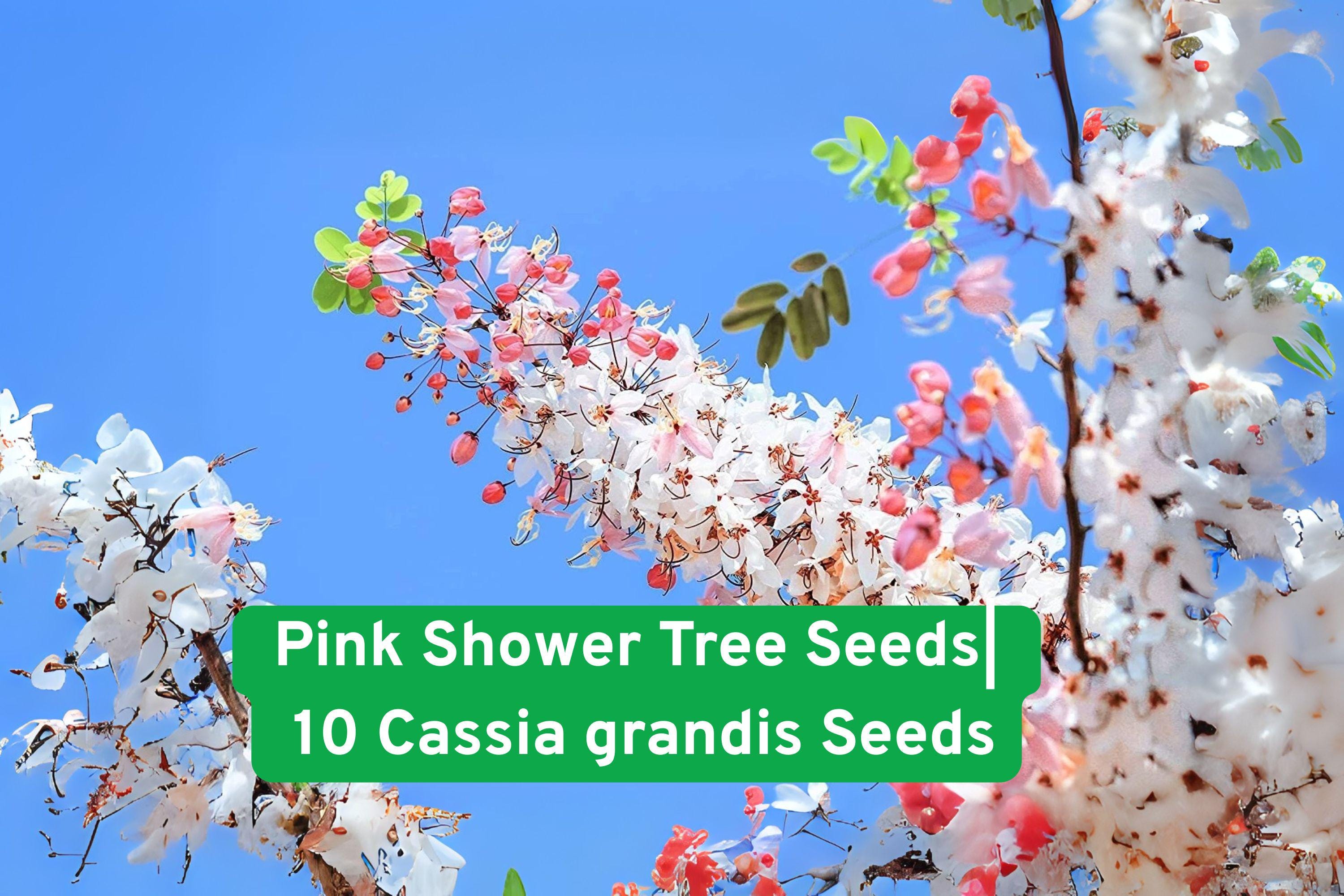 Pink Shower Tree Seeds – 10 Cassia grandis Tropical Ornamental with Pink Blooms & Seed Pods, Fast-Growing, Full Sun, Non-GMO