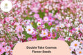 Double Take Cosmos Seeds | Pink, White & Rose Flowers | Cosmos bipinnatus ‘Double Take’ Annual for Garden & Cut Flowers