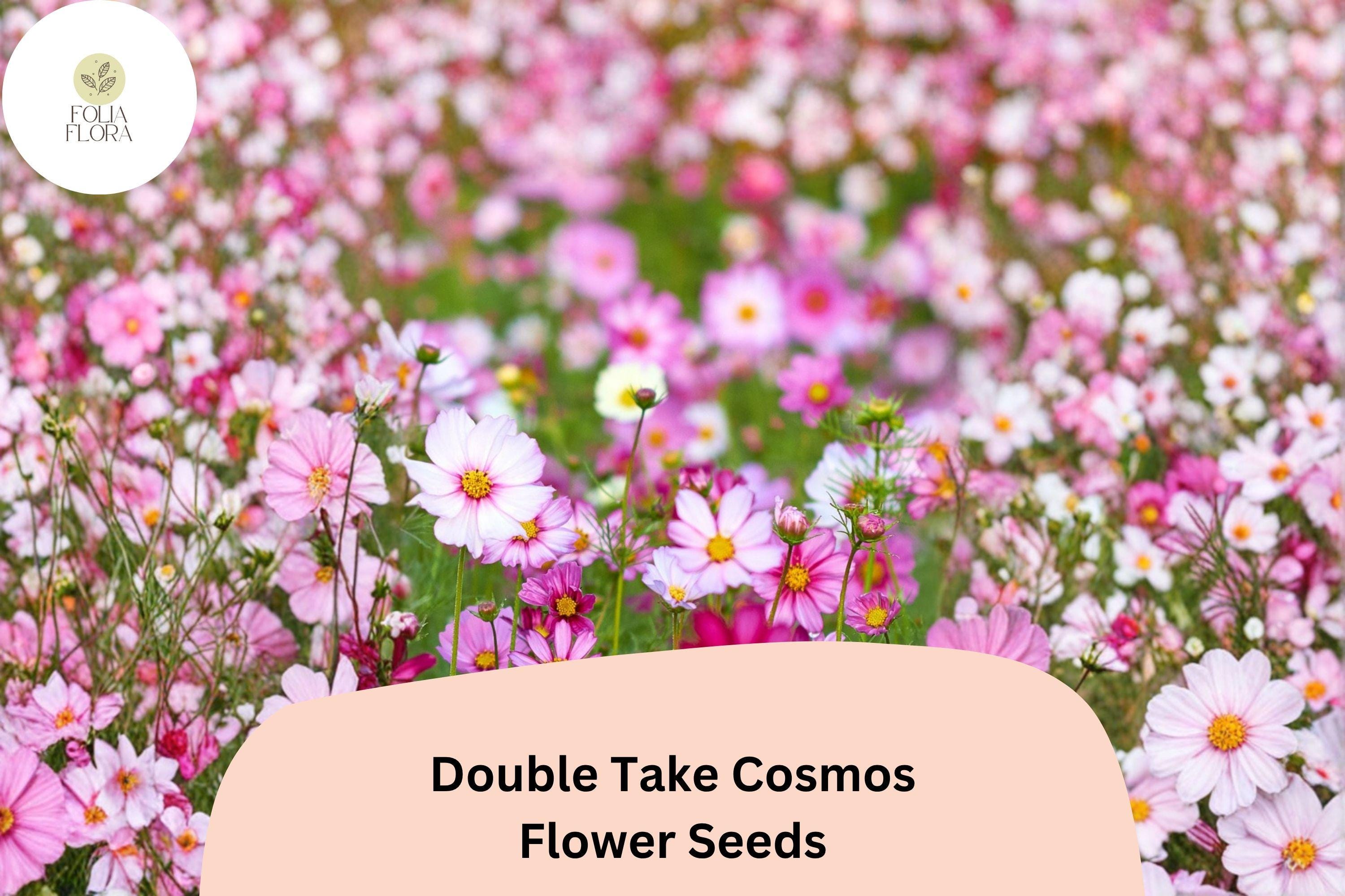 Double Take Cosmos Seeds | Pink, White & Rose Flowers | Cosmos bipinnatus ‘Double Take’ Annual for Garden & Cut Flowers