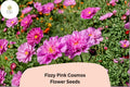 Fizzy Pink Cosmos Seeds | Double Ruffled Soft Pink Blooms | Cosmos bipinnatus ‘Fizzy Pink’ | Annual Flower for Garden & Cut Flowers