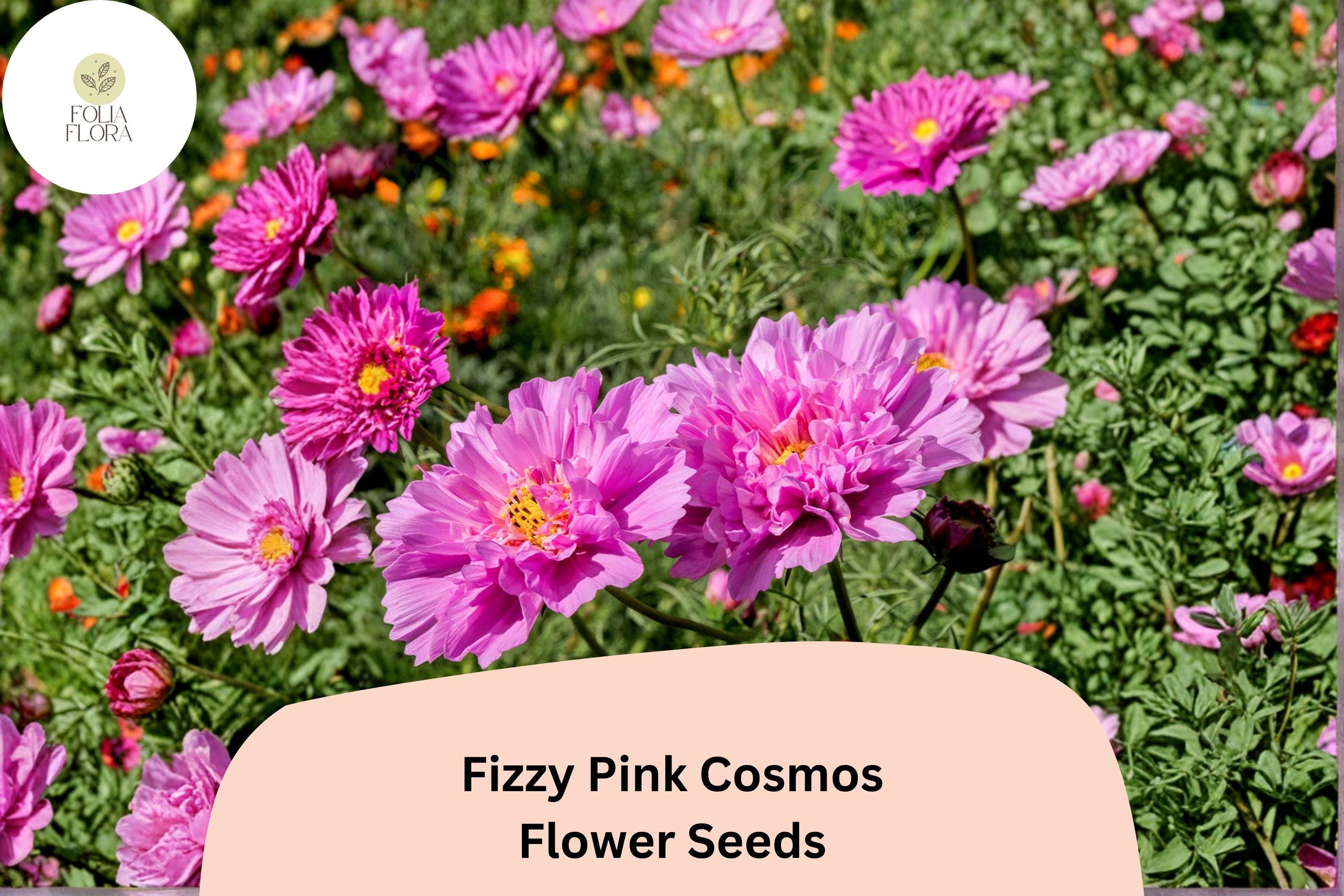 Fizzy Pink Cosmos Seeds | Double Ruffled Soft Pink Blooms | Cosmos bipinnatus ‘Fizzy Pink’ | Annual Flower for Garden & Cut Flowers