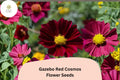 Gazebo Red Cosmos Flower Seeds | Scarlet Blooming Annuals | Cosmos bipinnatus ‘Gazebo Red’ | 200+ Seeds