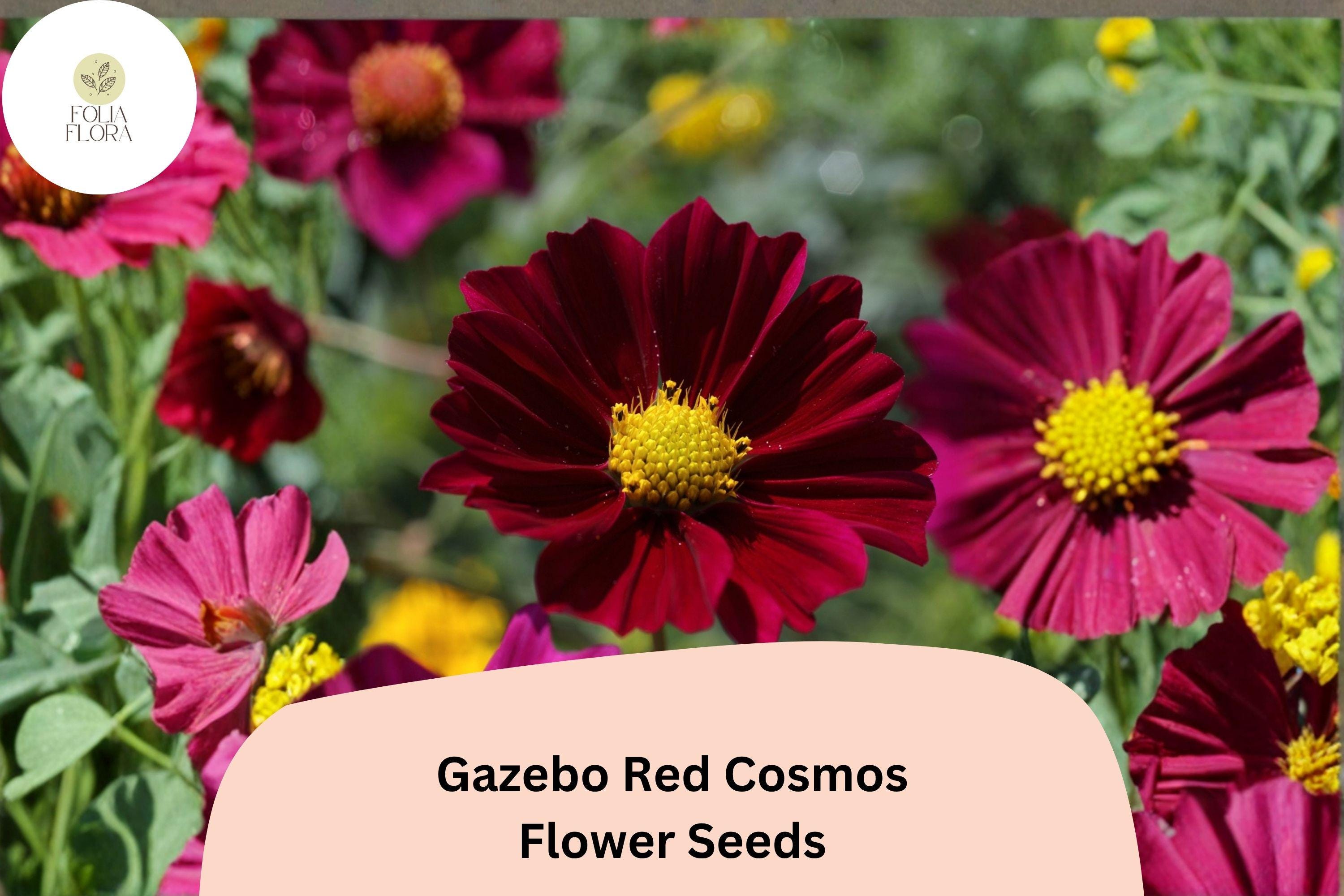 Gazebo Red Cosmos Flower Seeds | Scarlet Blooming Annuals | Cosmos bipinnatus ‘Gazebo Red’ | 200+ Seeds