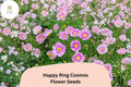 Happy Ring Cosmos Seeds | Bicolor Pink & White Cosmos bipinnatus | Pollinator-Friendly Annual Flowers for Garden Beds