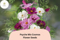 Psyche Mix Cosmos Seeds | 200+ White, Pink, Red Semi-Double Blooms | Cosmos bipinnatus | Cottage Garden, Pollinator, Cut Flower