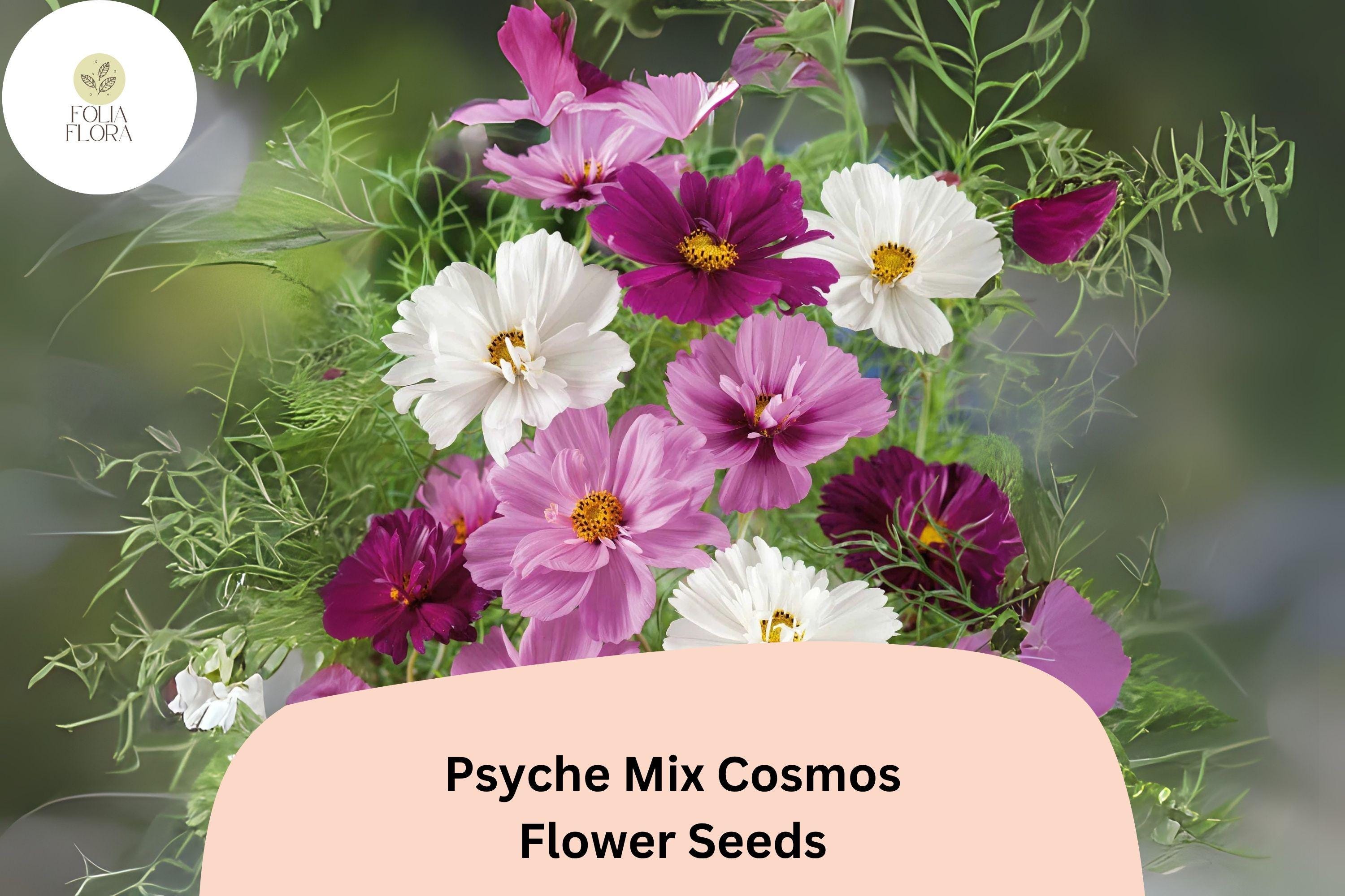 Psyche Mix Cosmos Seeds | 200+ White, Pink, Red Semi-Double Blooms | Cosmos bipinnatus | Cottage Garden, Pollinator, Cut Flower