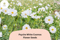 200+ Psyche White Cosmos Seeds | Annual Garden Flower, White Blooms, Cosmos bipinnatus