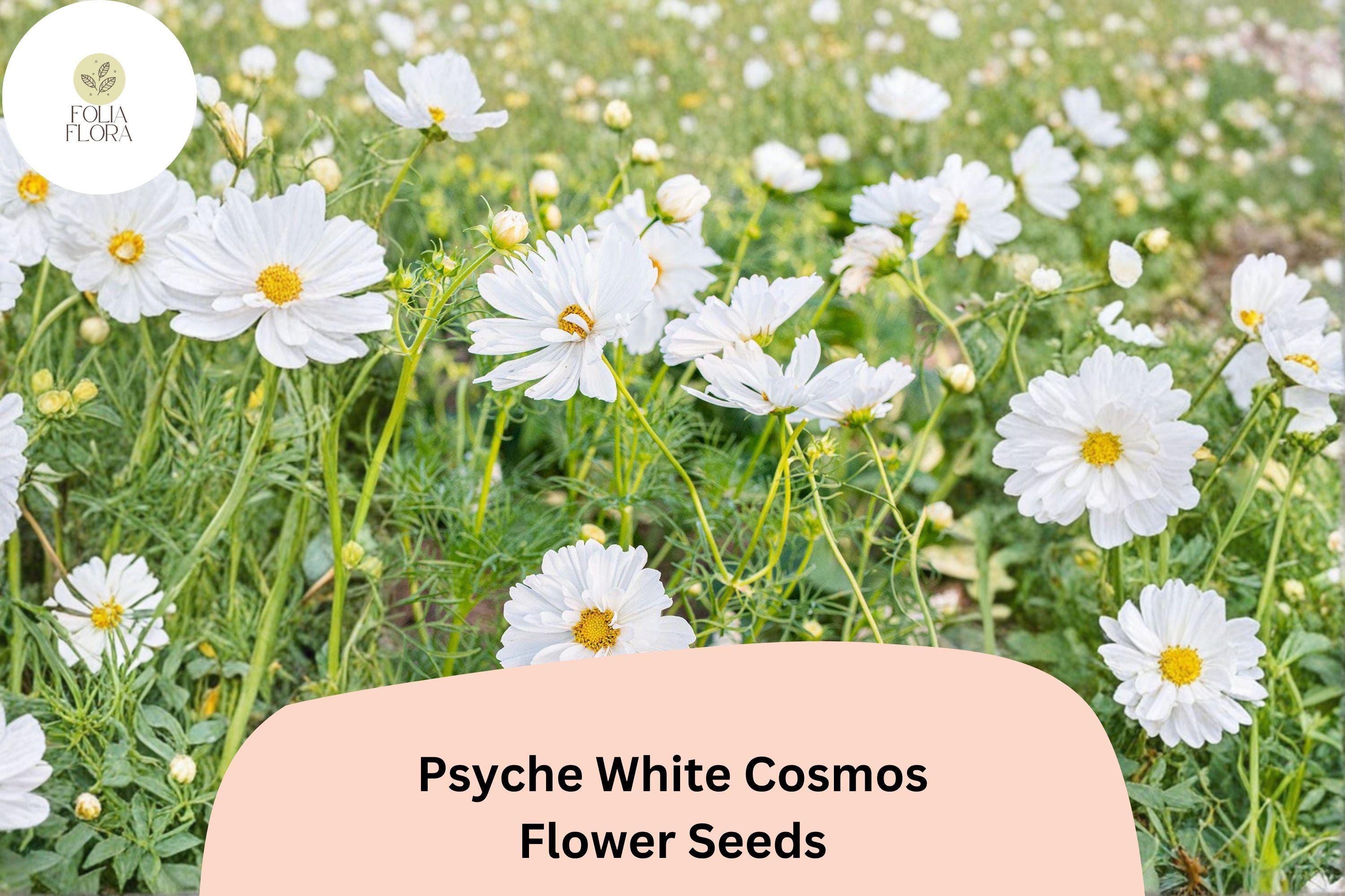 200+ Psyche White Cosmos Seeds | Annual Garden Flower, White Blooms, Cosmos bipinnatus
