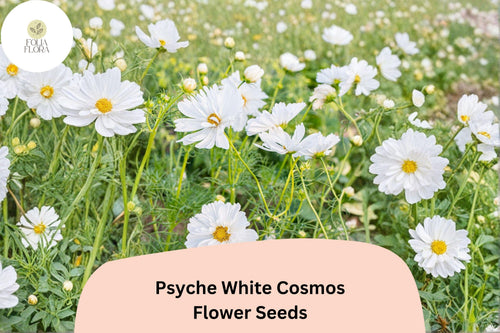 200+ Psyche White Cosmos Seeds | Annual Garden Flower, White Blooms, Cosmos bipinnatus