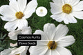 Purity Cosmos Seeds | White Cosmos Bipinnatus | 200+ Easy-to-Grow Annual Flower Seeds for Garden, Cut Flowers & Pollinators