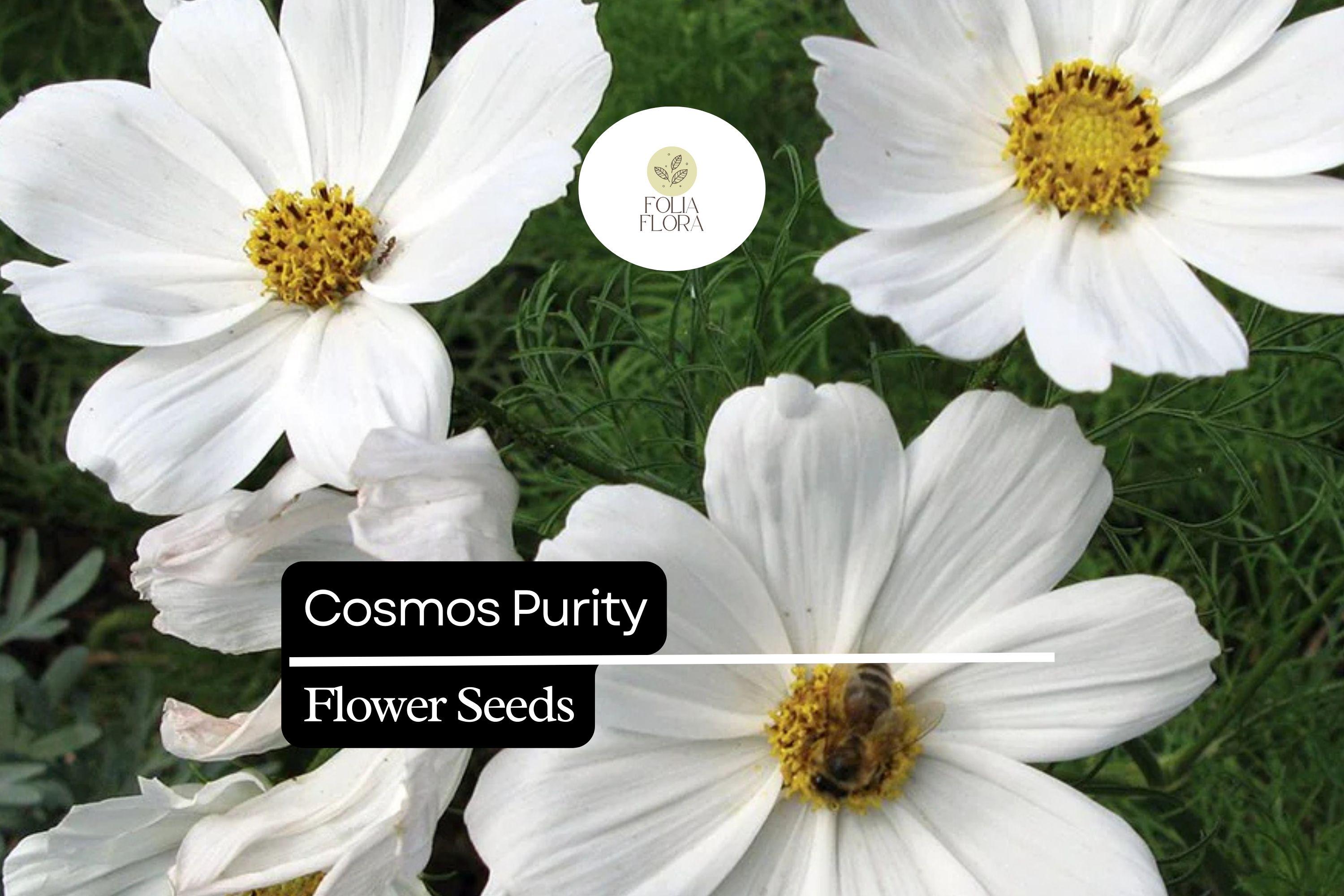 Purity Cosmos Seeds | White Cosmos Bipinnatus | 200+ Easy-to-Grow Annual Flower Seeds for Garden, Cut Flowers & Pollinators