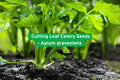 Cutting Celery Seeds - Heirloom Apium graveolens for Leafy Herb, Soup, Stew, and Seasoning, Compact Container Plant