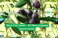 Olive Tree Seeds – 25 Olea europaea ‘Canino’ Edible Olive Fruit Non-GMO Grow Your Own Tree