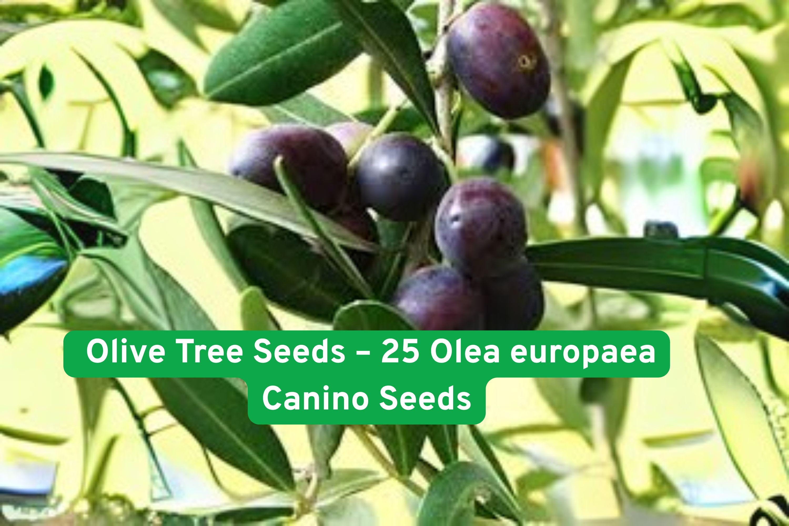 Olive Tree Seeds – 25 Olea europaea ‘Canino’ Edible Olive Fruit Non-GMO Grow Your Own Tree