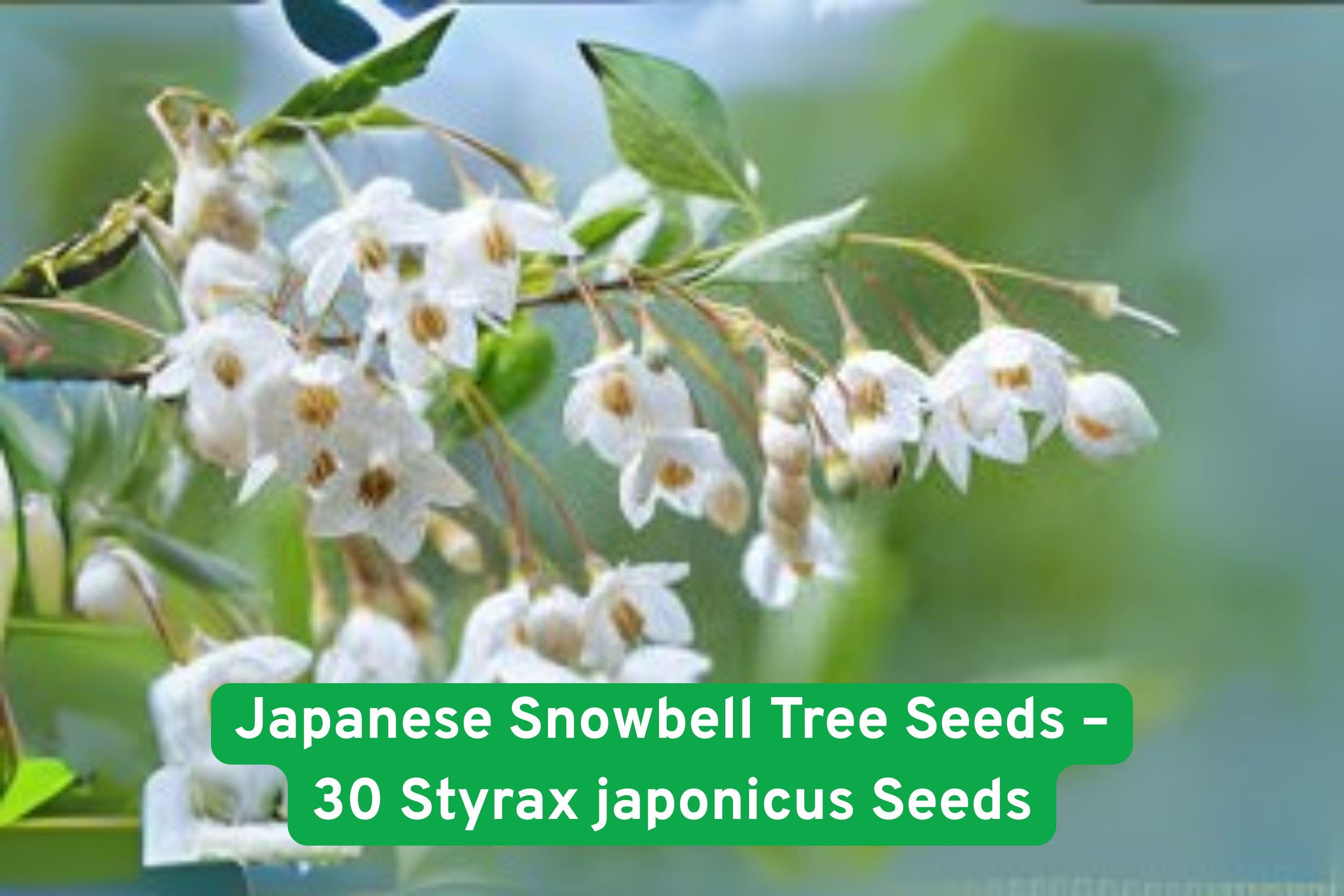 Japanese Snowbell Tree Seeds – Styrax japonicus, Fragrant White Blooms, Ornamental Flowering Tree, 30 Non-GMO Seeds