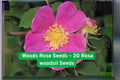Wild Rose Seeds – Rosa woodsii, Native North American Fragrant Pink Blooms, Drought-Tolerant Shrub, 30 Non-GMO Seeds
