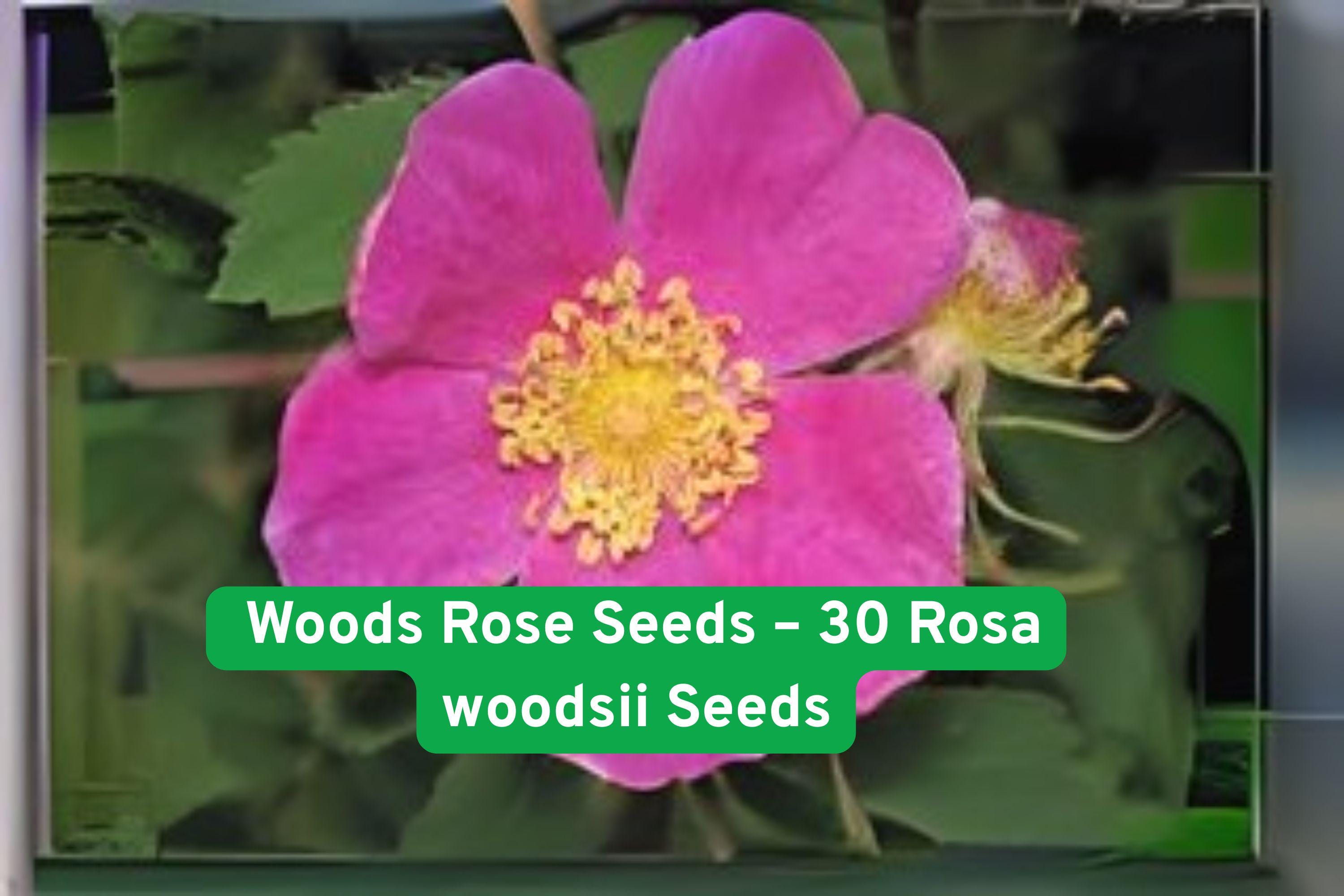 Wild Rose Seeds – Rosa woodsii, Native North American Fragrant Pink Blooms, Drought-Tolerant Shrub, 30 Non-GMO Seeds