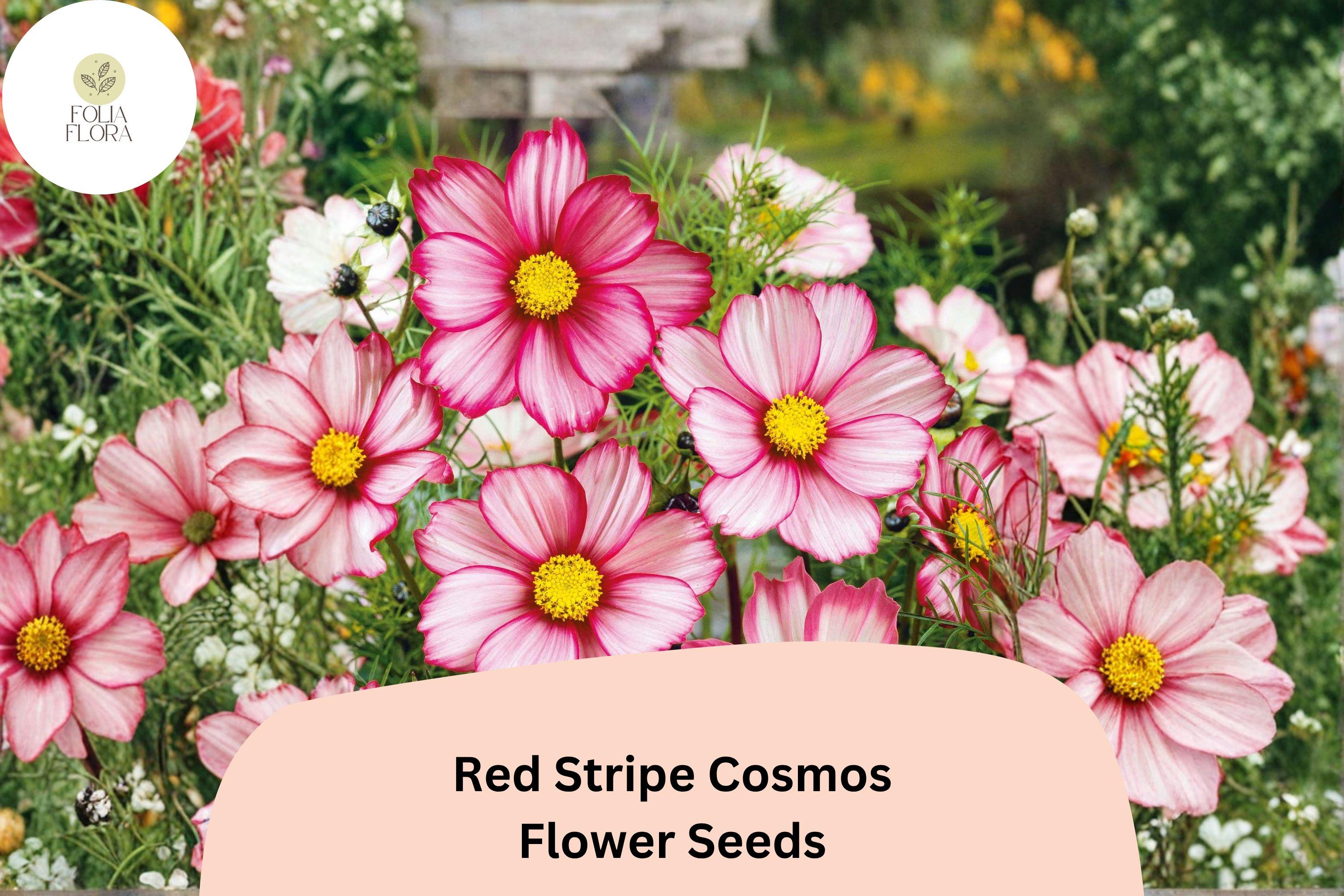Red Stripe Cosmos Seeds | Cosmos bipinnatus White & Red Striped Flowers | 200+ Easy-to-Grow Annuals for Borders & Cut Flowers