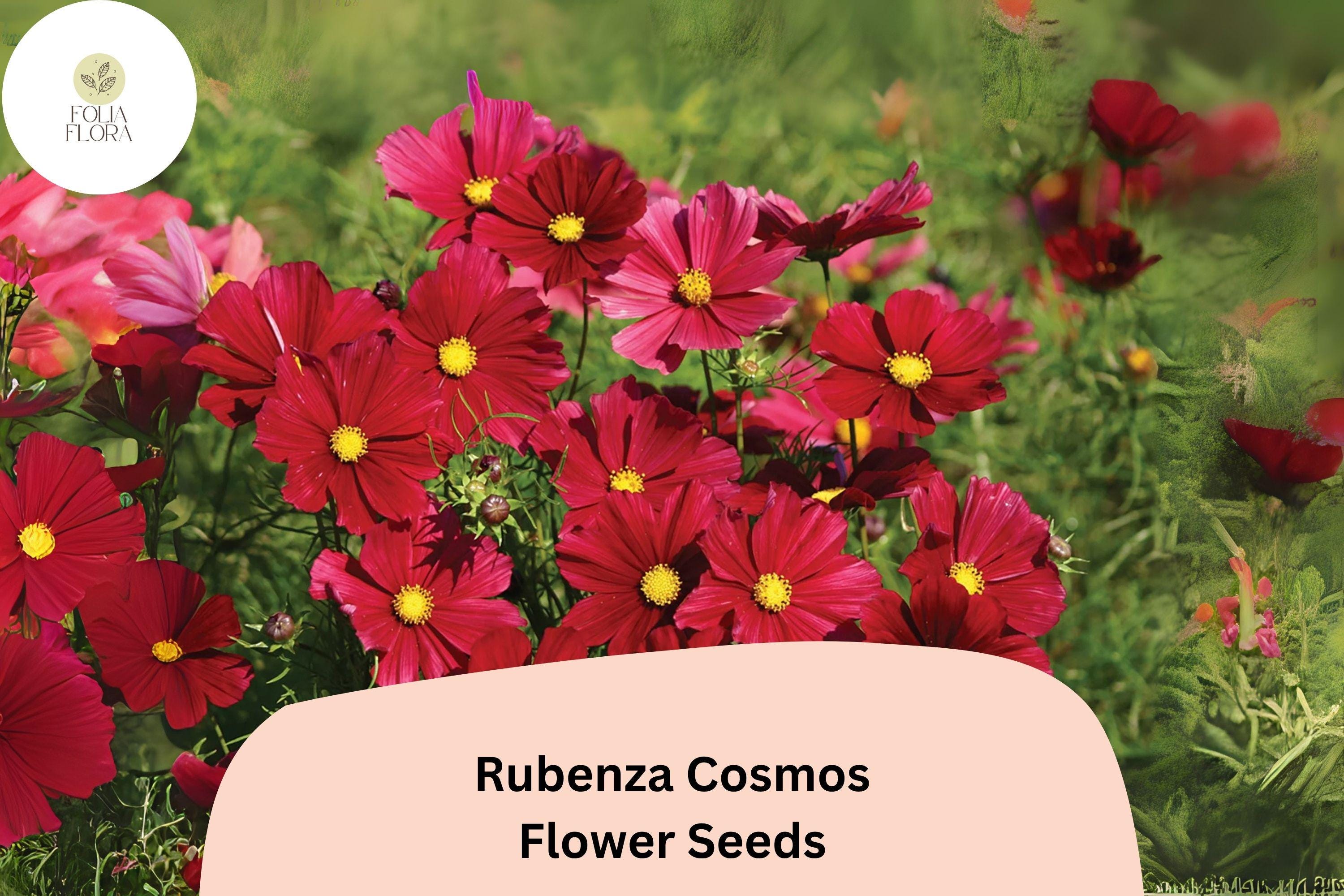 Rubenza Cosmos Seeds | Deep Ruby-Red Blooms | Cosmos bipinnatus | Pollinator Garden, Border, Cut Flower, 200+ Seeds