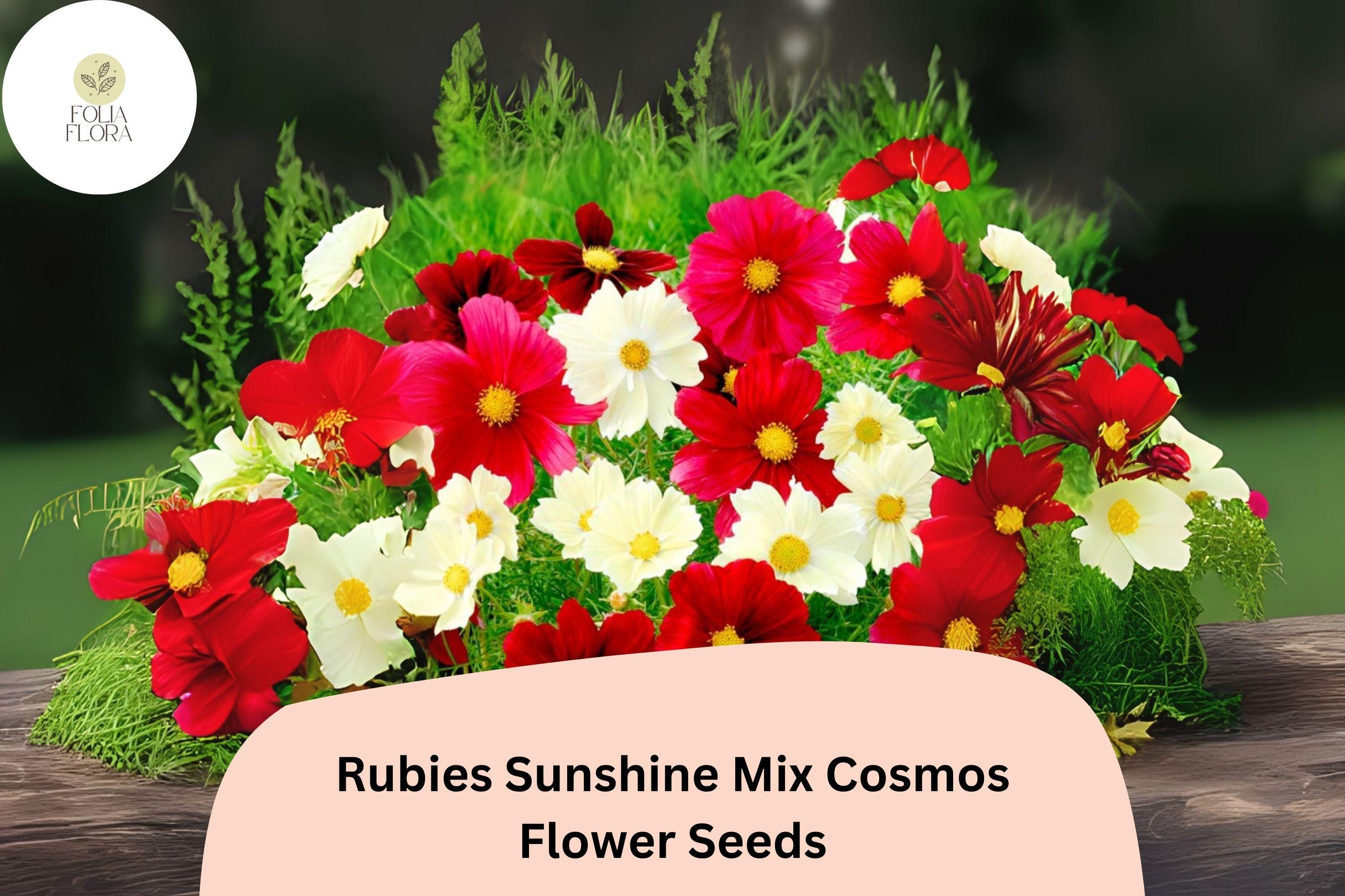 Rubies Sunshine Mix Cosmos Seeds | Red, Yellow, Pink Annual Flowers for Garden, Borders, Bouquets | Cosmos bipinnatus