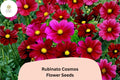 Rubinato Cosmos Seeds | Rose-Red Annual Flowers for Garden & Cut Flowers | Cosmos bipinnatus | 200+ Seeds