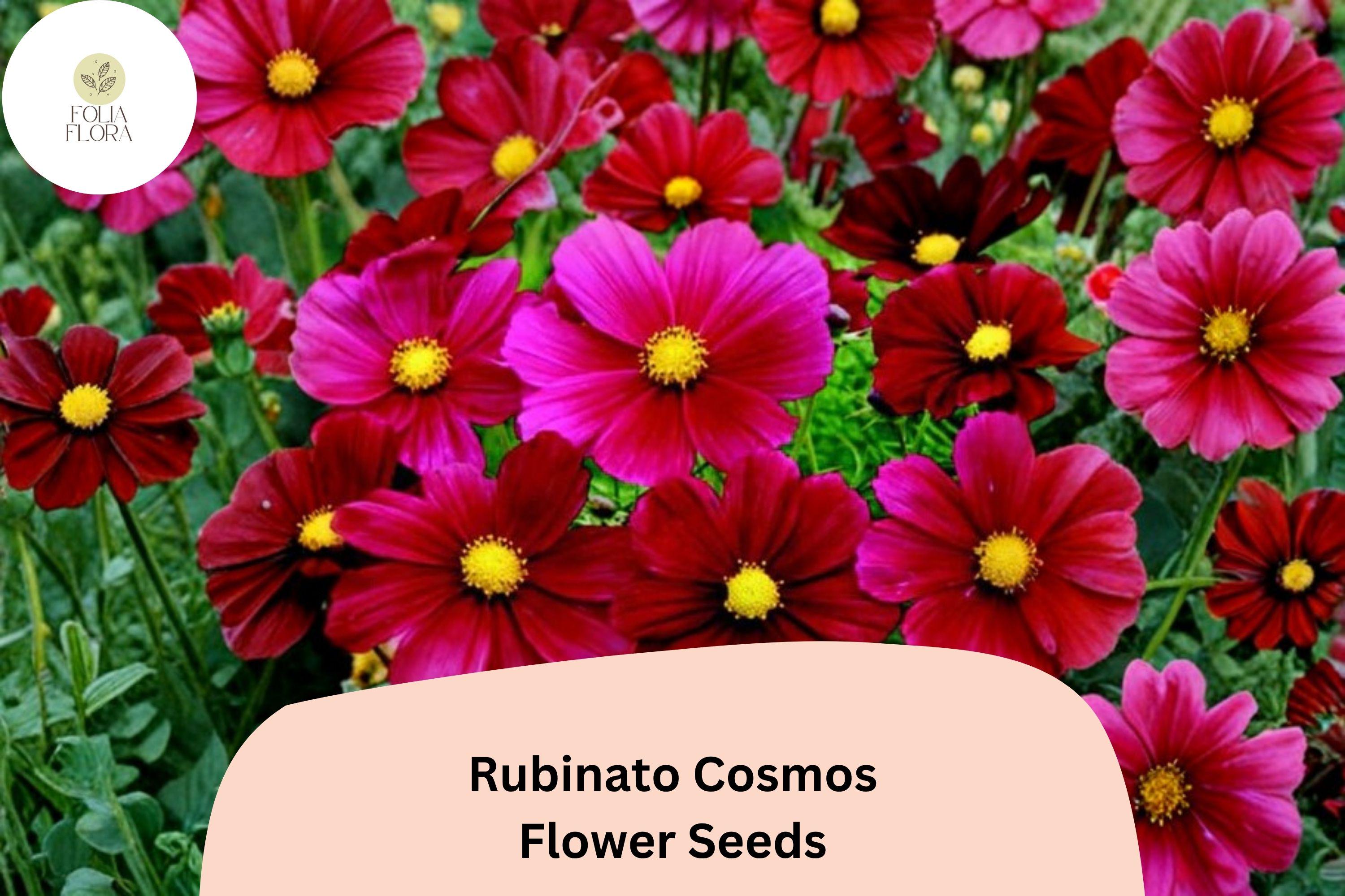 Rubinato Cosmos Seeds | Rose-Red Annual Flowers for Garden & Cut Flowers | Cosmos bipinnatus | 200+ Seeds