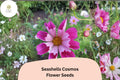 Seashells Cosmos Seeds | Pink & White Fluted Blooms | Cosmos bipinnatus | 200+ Seeds for Garden, Borders & Cut Flowers