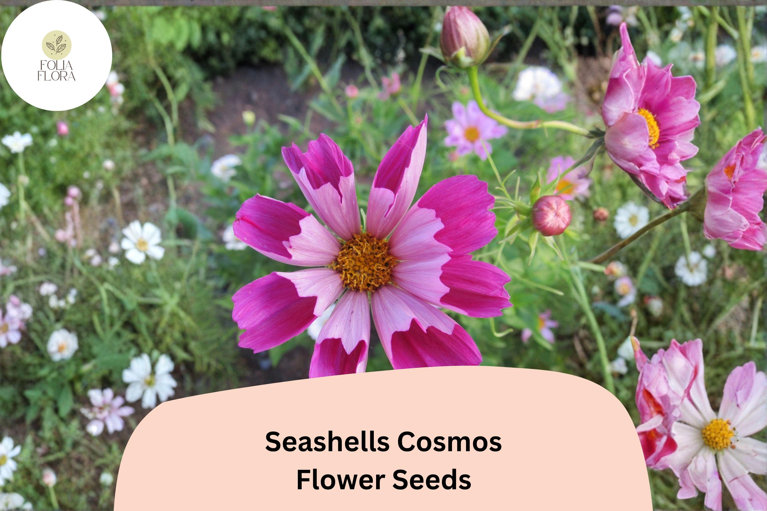 Seashells Cosmos Seeds | Pink & White Fluted Blooms | Cosmos bipinnatus | 200+ Seeds for Garden, Borders & Cut Flowers
