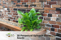 2000 Evening Primrose Seeds | Pink Blossoms | Oenothera spp. | Ornamental Wildflowers for Gardens & Pollinators