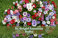 10 St. Brigid Anemone Bulbs, Double Blooms, Mixed Colors, Anemone coronaria, Spring Flowering Perennials