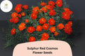 Sulphur Red Cosmos Seeds | Bright Red-Orange Flowers | Pollinator-Friendly Annual Cosmos sulphureus | 200+ Seeds