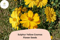 Sulphur Yellow Cosmos Seeds, Pollinator-Friendly, Bright Golden-Yellow Flowers, Cosmos sulphureus, 200+ Seeds