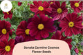Sonata Carmine Cosmos Seeds | Deep Pink Annual Flower for Garden, Borders & Containers | Cosmos bipinnatus