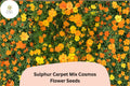 Sulphur Carpet Mix Cosmos Seeds | Dwarf Annual Flower Blend in Orange, Yellow & Red | Cosmos sulphureus