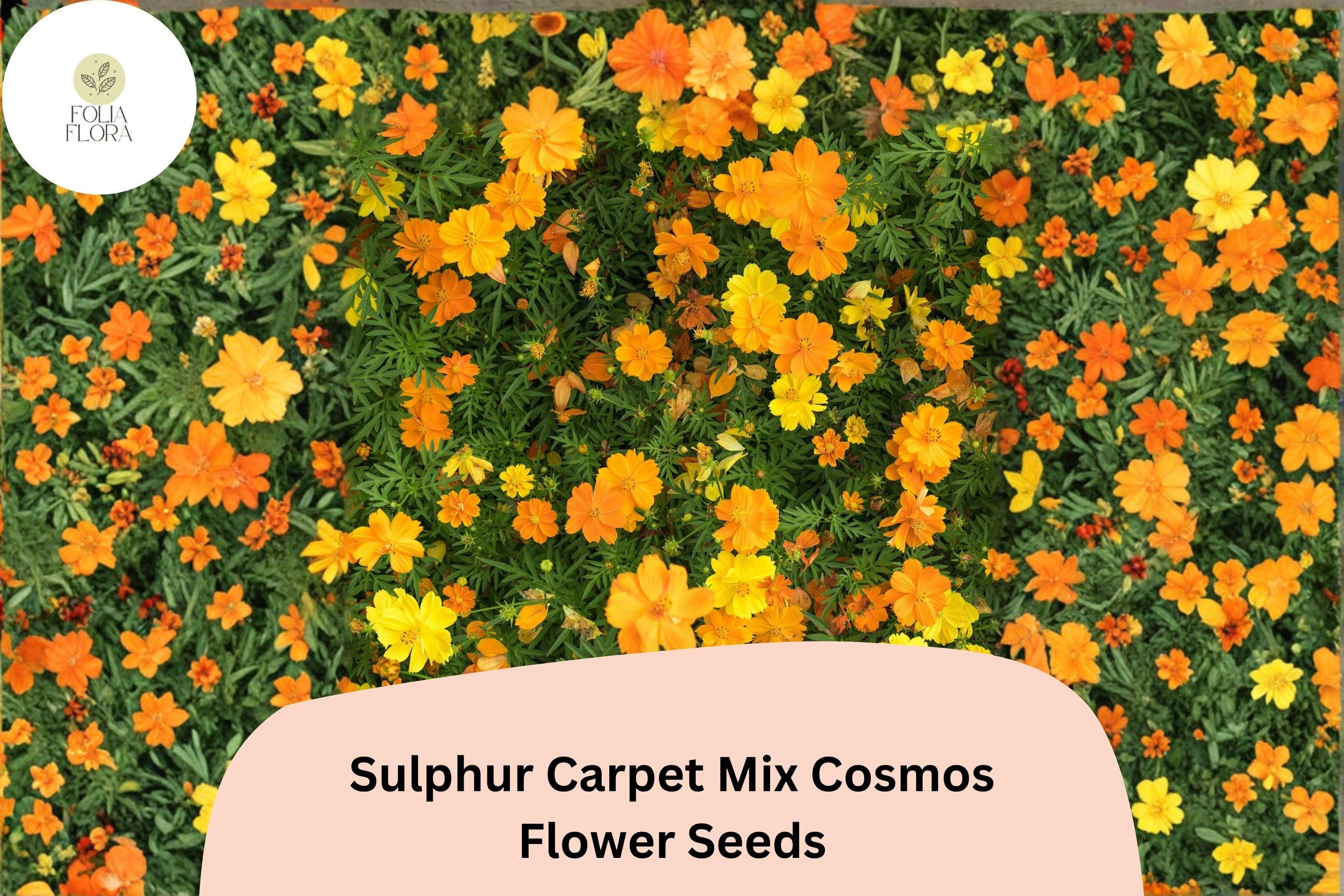 Sulphur Carpet Mix Cosmos Seeds | Dwarf Annual Flower Blend in Orange, Yellow & Red | Cosmos sulphureus