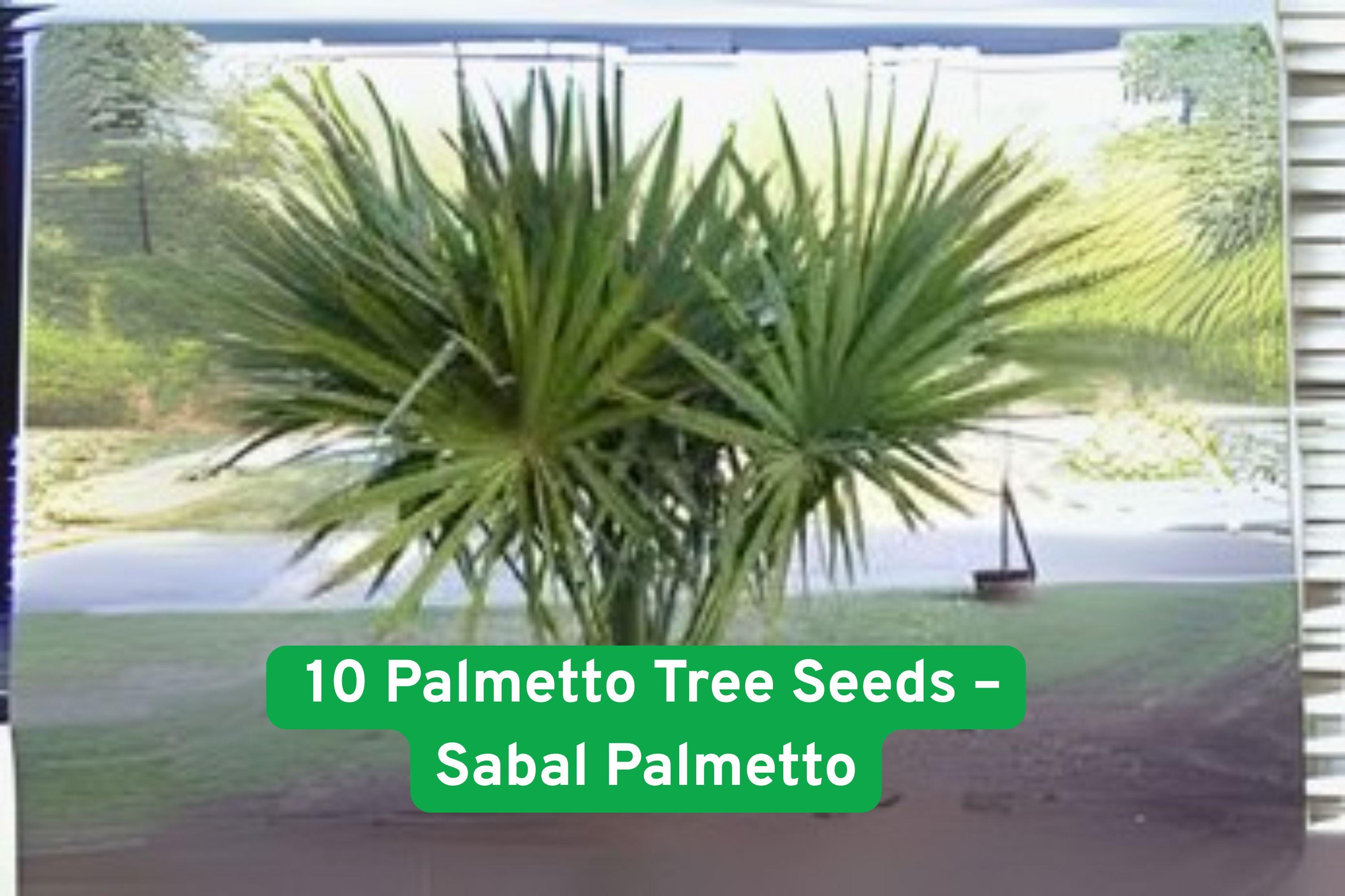 Sabal Palmetto Palm Tree Seeds – Coastal Landscaping, Easy Grow, Drought-Tolerant, Evergreen, 10 Seeds